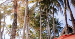 a sandy beach lined with palm trees and umbrellas